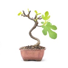 Bonsai essfeige ficus carica - bonsai,