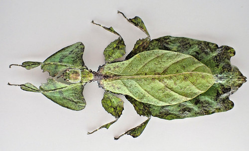 Bm761 unmounted insect leaf - insect:,