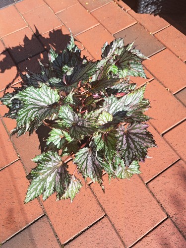 Begonia rex silver - rex, die