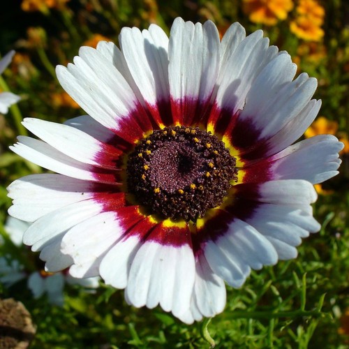 Sommermargeriten bunter mix - sommermargeriten,