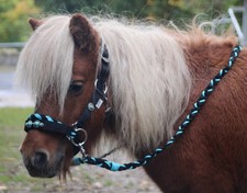 Minishetty trense reithalfter - minishetty,