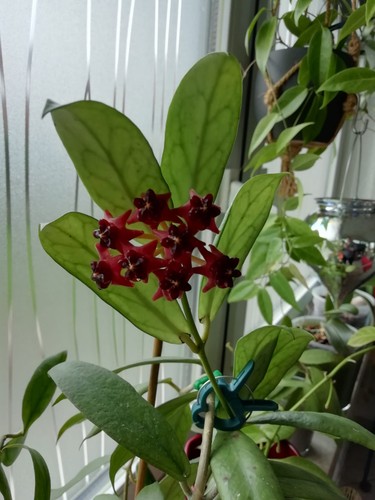 Hoya lobbii wachsblume - hoya,