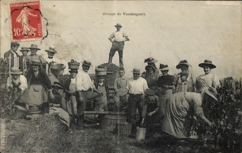 Personen bei der - weinlese,