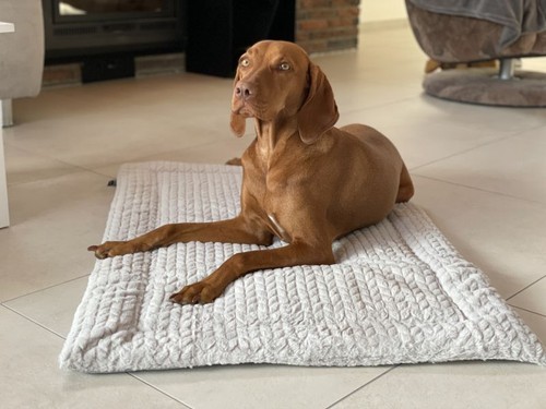 Petlando hundematte decke - petlando,