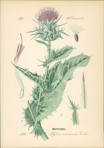 Chromolithographie - ,