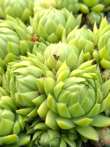 Sempervivum sweet lime - 2x, "sweet