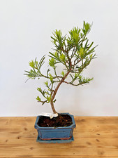 Bonsai Zimmerbonsai Steineibe