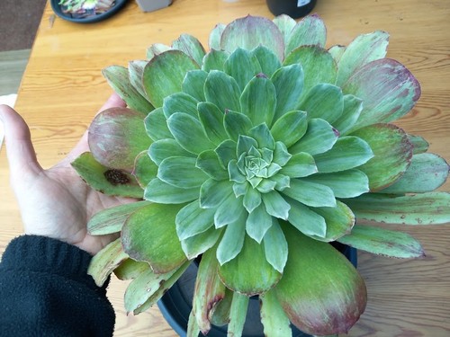 Aeonium taeyang - aeonium,