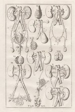 Menschliche Organe Niere kidney Eustachius Anatomie Medizin Kupferstich 1800