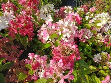 Hortensie Hydrangea "Diamond Rouge" 3L Topf 20-40 cm