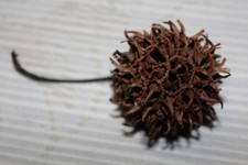 Amberbaumkugel 20 Kugeln Deko