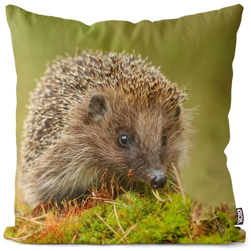 Igel moos wald tier - wald,