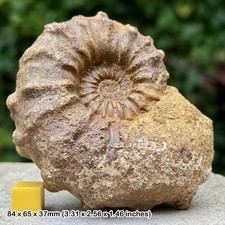 Seltener Kamerunoceras