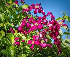 Clematis 'Niobe' –