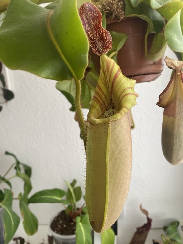 Nepenthes veitchii cm - nepenthes,