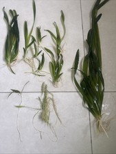 10 Aquarium Ableger auch XXL  aus Diskusbecken (Vallisneria,...)