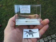 schöner Zahn vom Spinosaurus