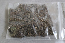 Moschuskörner (Abelmoschus moschatus) Weihrauch ca. 10g