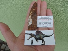 riesiger Zahn vom Spinosaurus