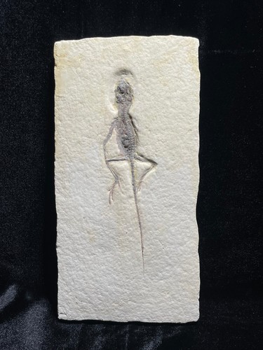 Homoeosaurus fossil - homoeosaurus,