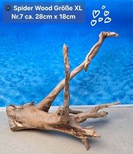 🪸 Moorkienwurzel-