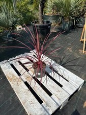 Cordyline australis Pink Passion 60–80cm Australisches Grasbaum pink Palmlilie