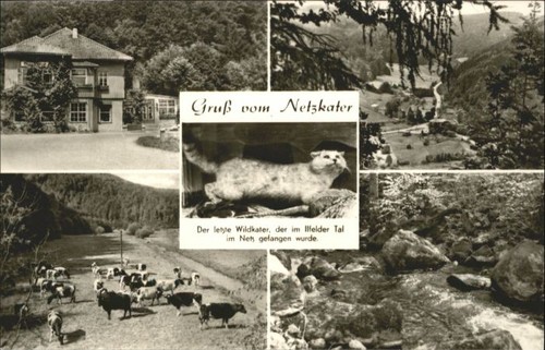 Ilfeld netzkater kuehe - ilfeld,