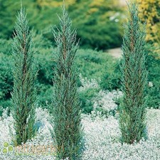 Juniperus Blue Arrow