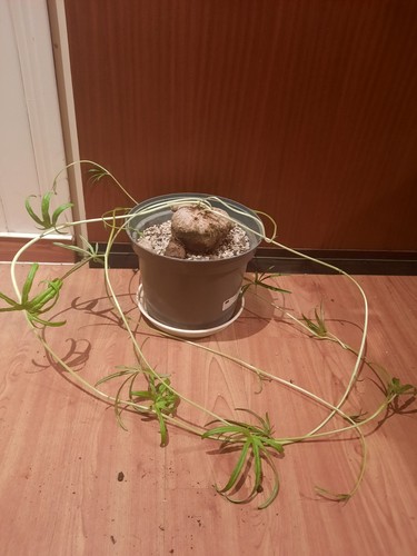 Merremia tuberosa caudex mit - tuberosa,,