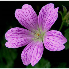 Geranium x oxonianum