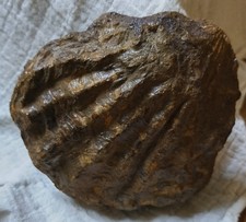 Fossile Auster Groß