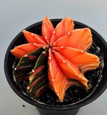 Schöner Ausgefallener