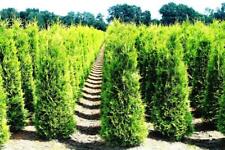 Thuja occidentalis Smaragd - SMARAGD LEBENSBAUM Heckenpflanze im Topf gewachsen