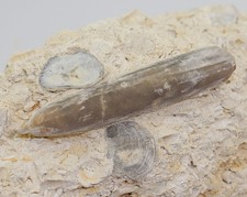 Belemnit, Belemnitella junior