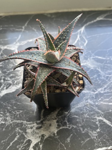 Aloe hybrid sukkulente pflanze - hybrid,