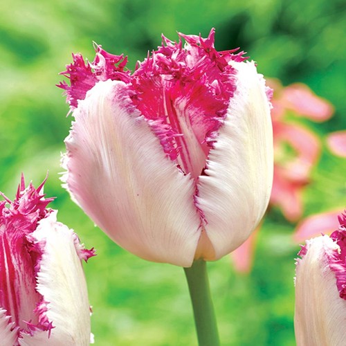 Tulpen blumenzwiebeln zwiebeln - tulpen,