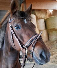 Trense VB Penelope inkl Zügel