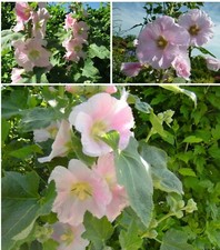 Stockrose bauernrose alcea - bauernrose,