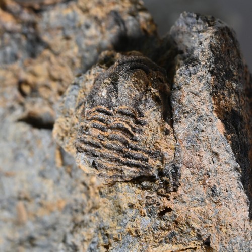 Selten trilobit frankreich - selten,