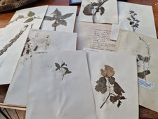 antik Jugendstil Herbarium um 1900 handgeschrieben shabby chic Deko