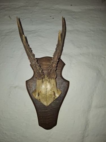 Kleine geweihe - kleine,