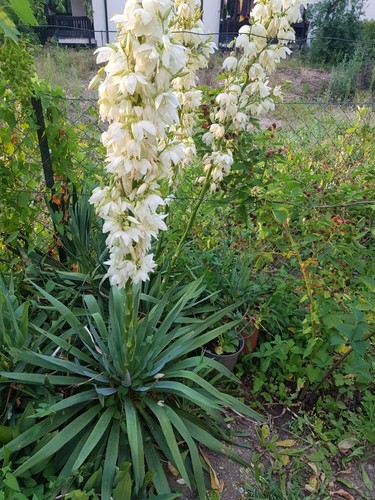 Palmlilie yucca stk - 3,