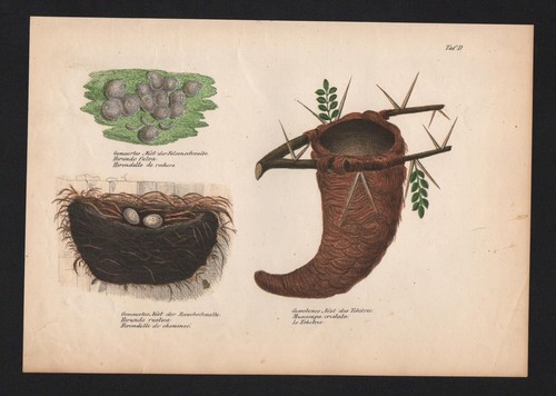 1840 schwalben swallow - 1840,