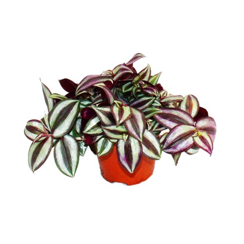Exotenherz dreimasterblume - -,