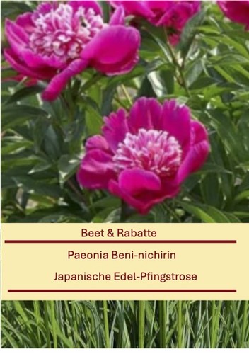 Paeonia beni nichirin - paeonia, beni-nichirin