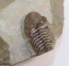 Trilobit, Phacops imitator
