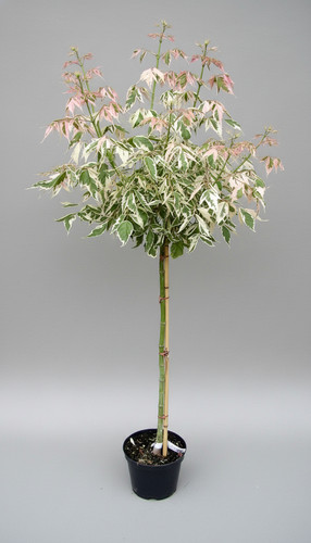 Acer negundo flamingo - negundo, ‘flamingo’