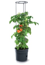 Tomatenpflanze pflanzkübel - tomatenpflanze,