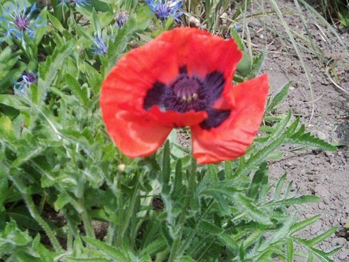 Türkischer riesenmohn rot - türkischer,