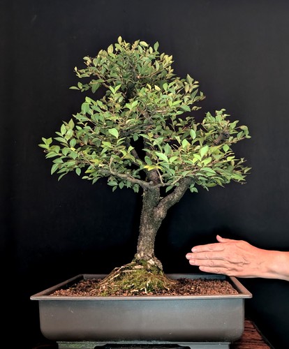 Bonsai japanische ulme - ulme, ulmus